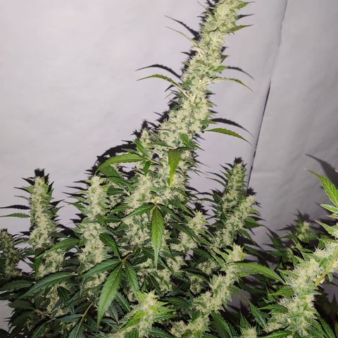 zKiTz growlog timeline photo