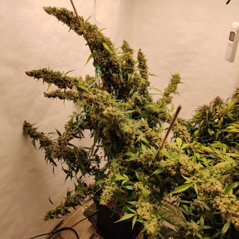 zKiTz growlog timeline photo