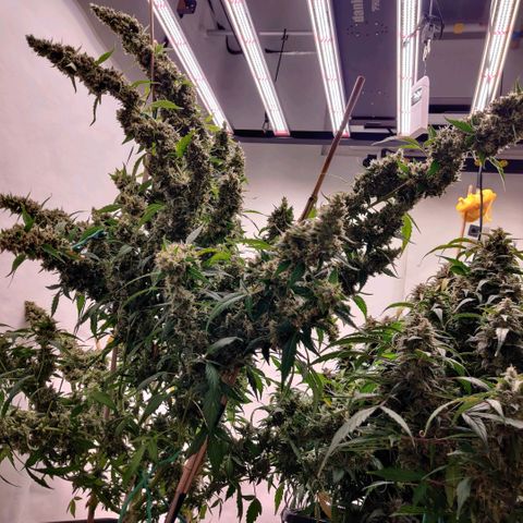 zKiTz growlog timeline photo