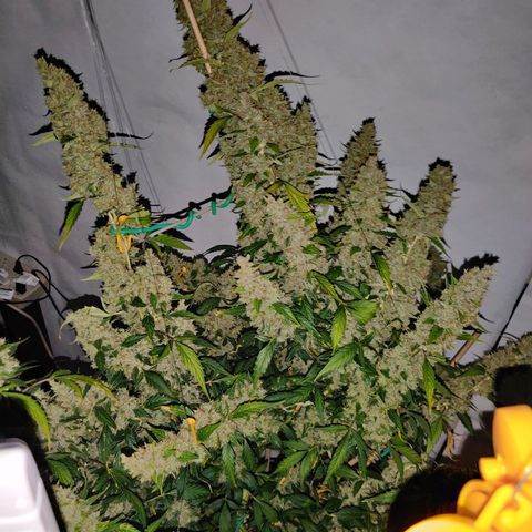 zKiTz growlog timeline photo