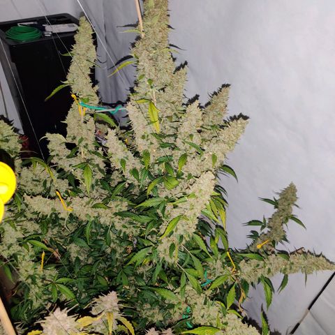 zKiTz growlog timeline photo