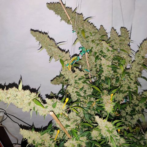 zKiTz growlog timeline photo