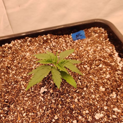 SM_Ditty_NL growlog timeline photo