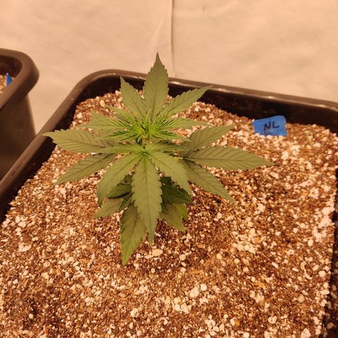 SM_Ditty_NL growlog timeline photo