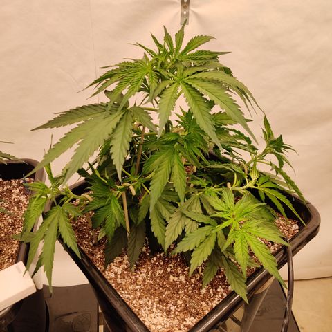 SM_Ditty_NL growlog timeline photo