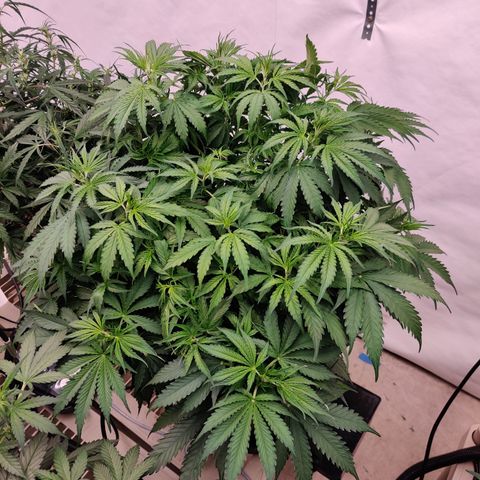 SM_Ditty_NL growlog timeline photo