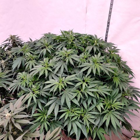 SM_Ditty_NL growlog timeline photo