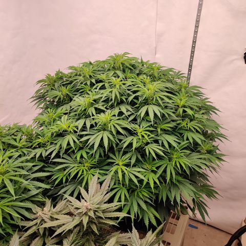 SM_Ditty_NL growlog timeline photo
