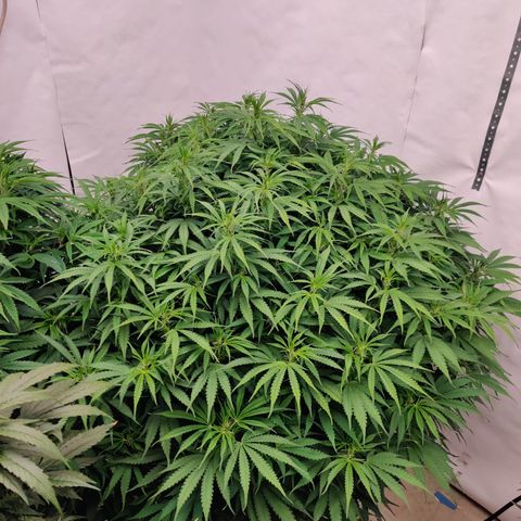 SM_Ditty_NL growlog timeline photo