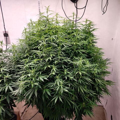 SM_Ditty_NL growlog timeline photo