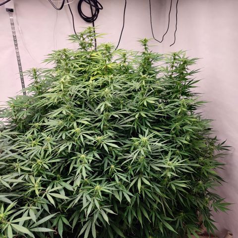 SM_Ditty_NL growlog timeline photo