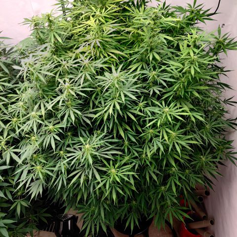 SM_Ditty_NL growlog timeline photo