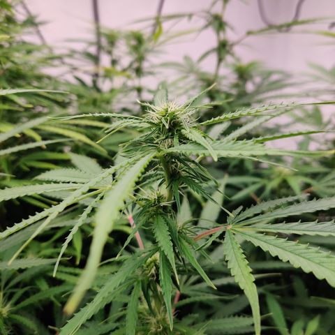 SM_Ditty_NL growlog timeline photo