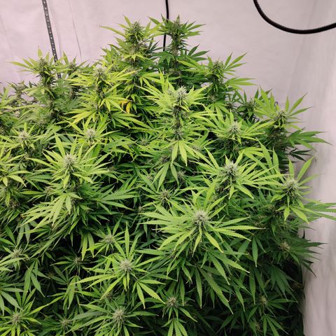 SM_Ditty_NL growlog timeline photo