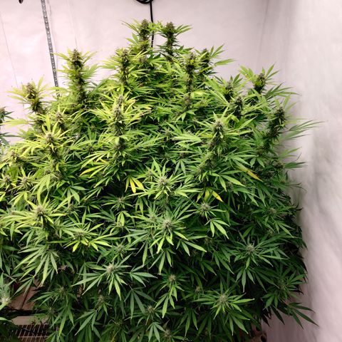 SM_Ditty_NL growlog timeline photo