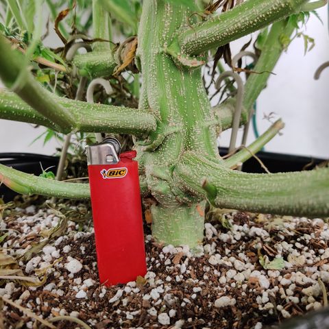 SM_Ditty_NL growlog timeline photo