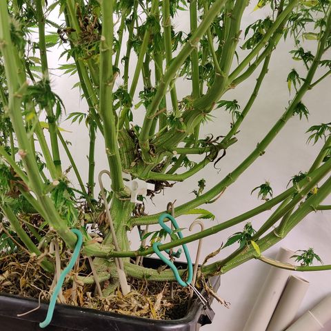 SM_Ditty_NL growlog timeline photo