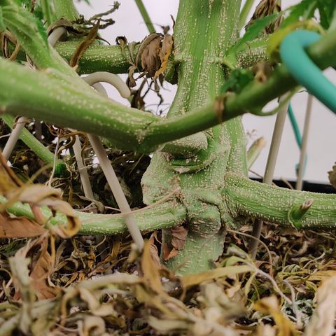SM_Ditty_NL growlog timeline photo