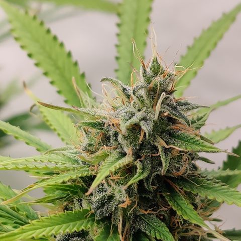 SM_Ditty_NL growlog timeline photo