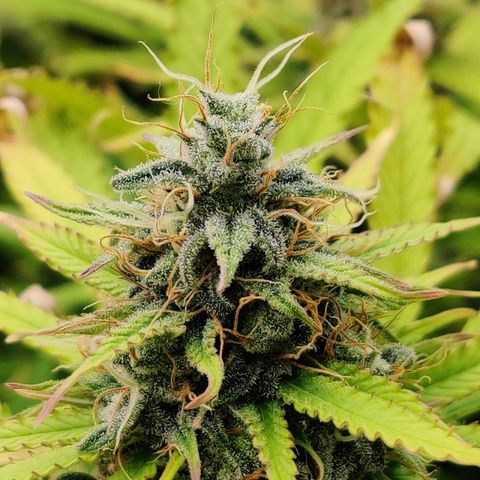 SM_Ditty_NL growlog timeline photo