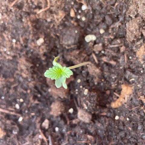 Gelato ( 1st ) growlog timeline photo