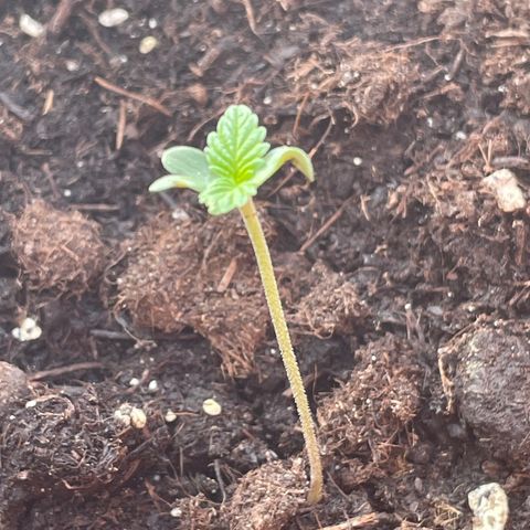 Gelato ( 1st ) growlog timeline photo