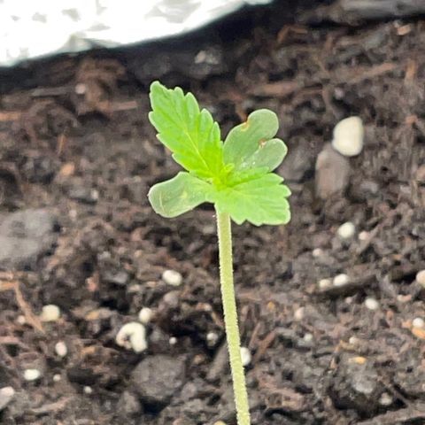 Gelato ( 1st ) growlog timeline photo
