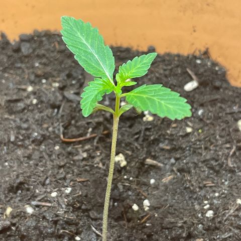 Gelato ( 1st ) growlog timeline photo