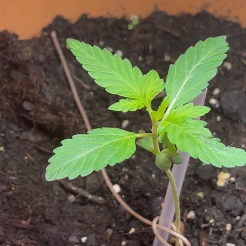 Gelato ( 1st ) growlog timeline photo