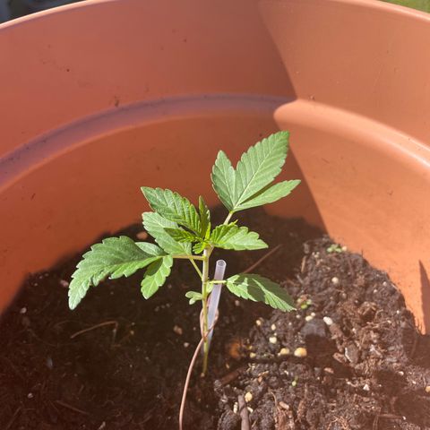 Gelato ( 1st ) growlog timeline photo