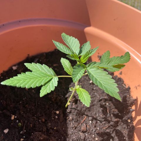 Gelato ( 1st ) growlog timeline photo