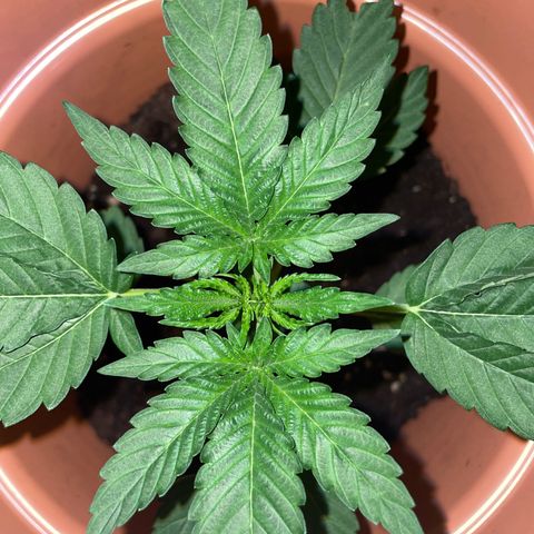 Gelato ( 1st ) growlog timeline photo