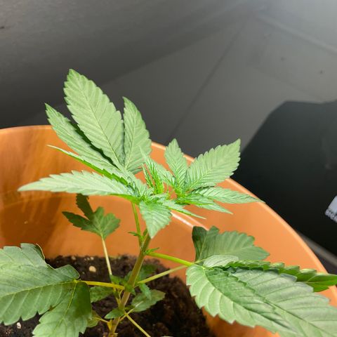 Gelato ( 1st ) growlog timeline photo