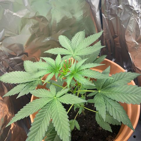 Gelato ( 1st ) growlog timeline photo