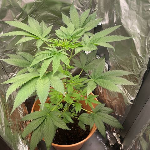 Gelato ( 1st ) growlog timeline photo