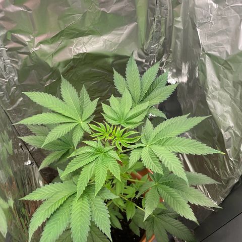 Gelato ( 1st ) growlog timeline photo