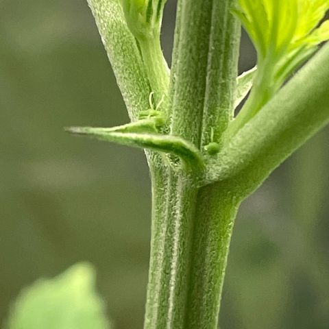 Gelato ( 1st ) growlog timeline photo