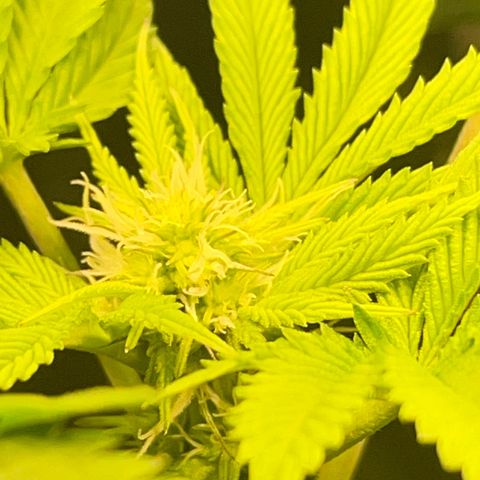 Gelato ( 1st ) growlog timeline photo