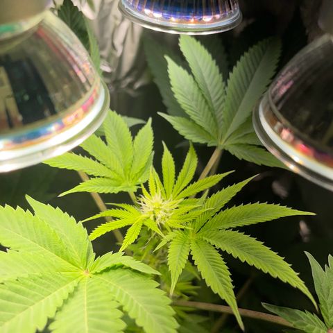 Gelato ( 1st ) growlog timeline photo
