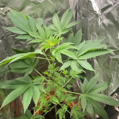 Gelato ( 1st ) growlog timeline photo