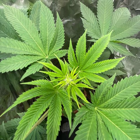 Gelato ( 1st ) growlog timeline photo