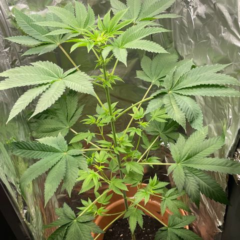 Gelato ( 1st ) growlog timeline photo