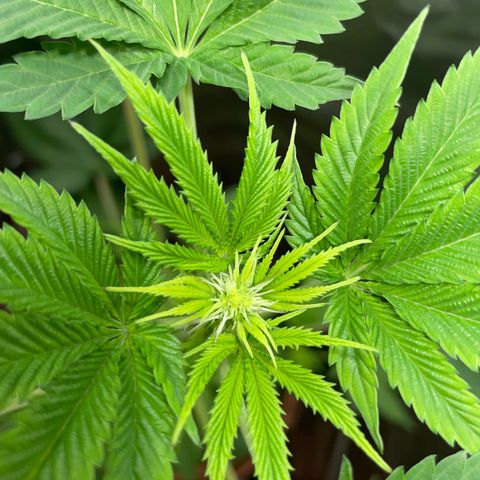 Gelato ( 1st ) growlog timeline photo