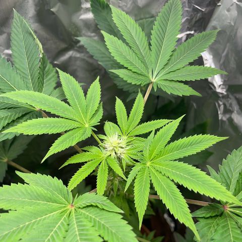 Gelato ( 1st ) growlog timeline photo