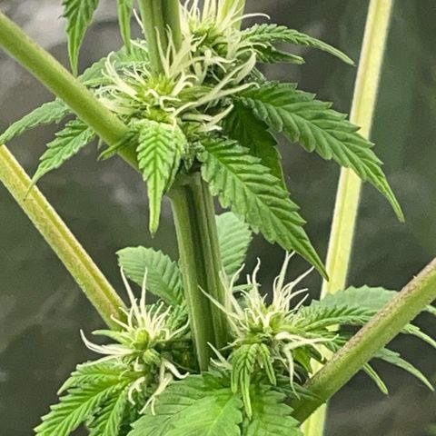 Gelato ( 1st ) growlog timeline photo