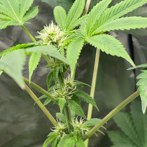 Gelato ( 1st ) growlog timeline photo