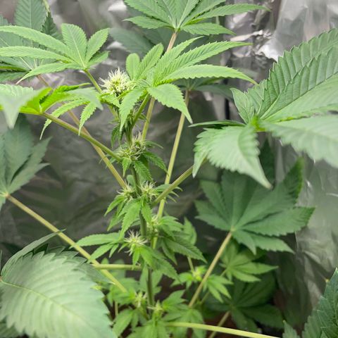 Gelato ( 1st ) growlog timeline photo