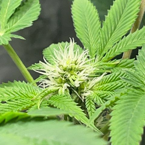 Gelato ( 1st ) growlog timeline photo