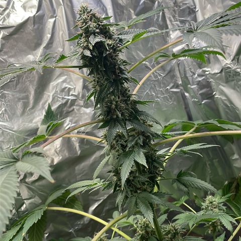 Gelato ( 1st ) growlog timeline photo