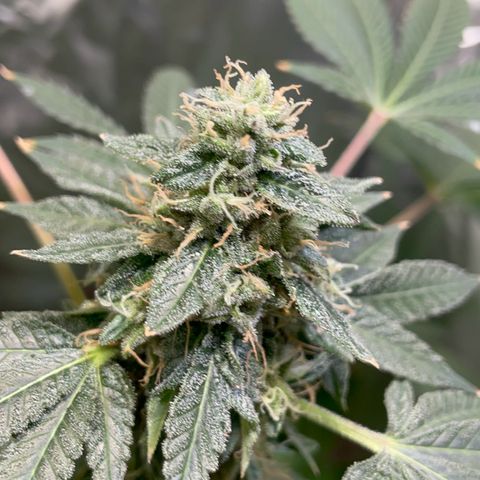 Gelato ( 1st ) growlog timeline photo